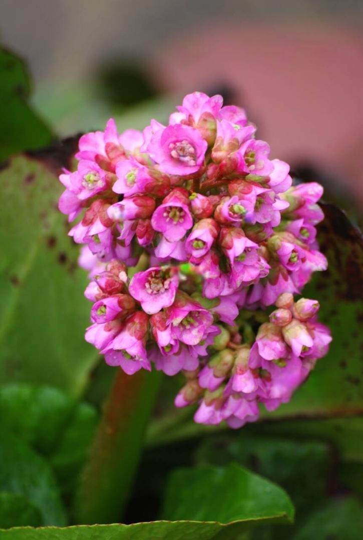 Бадан серцелистий