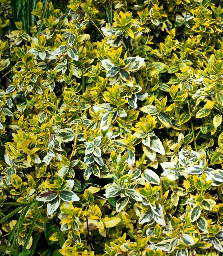 Бересклет 'Emerald'n Gold'