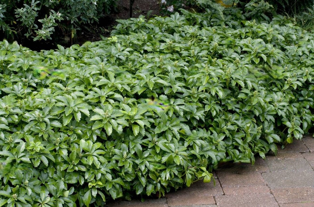 Пахізандра