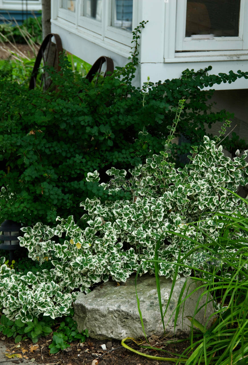 Бересклет 'Emerald Gaiety'