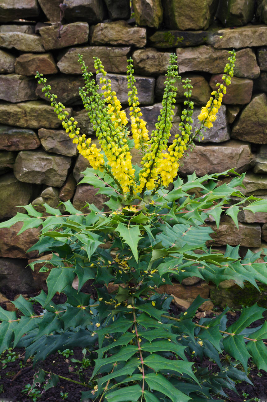 Магонія 'Winter Sun'