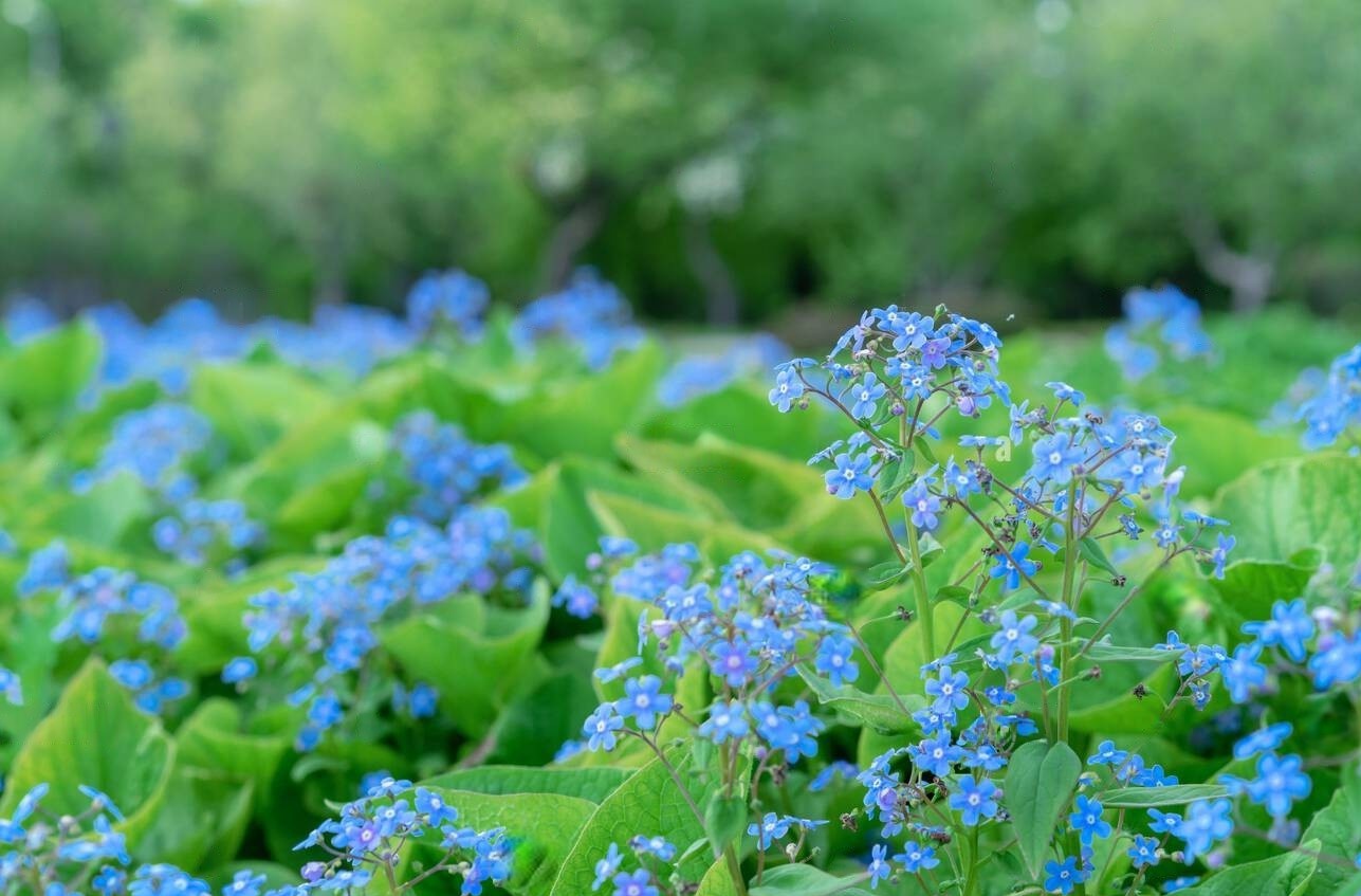 Брунера великолиста