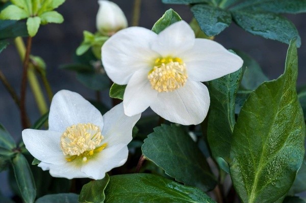 Чемерник чорний