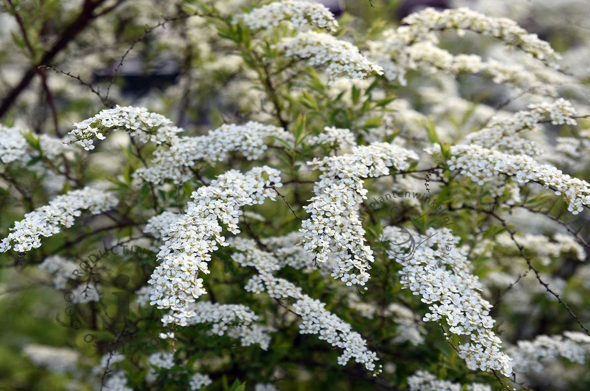 Спірея попеляста 'Grefsheim'