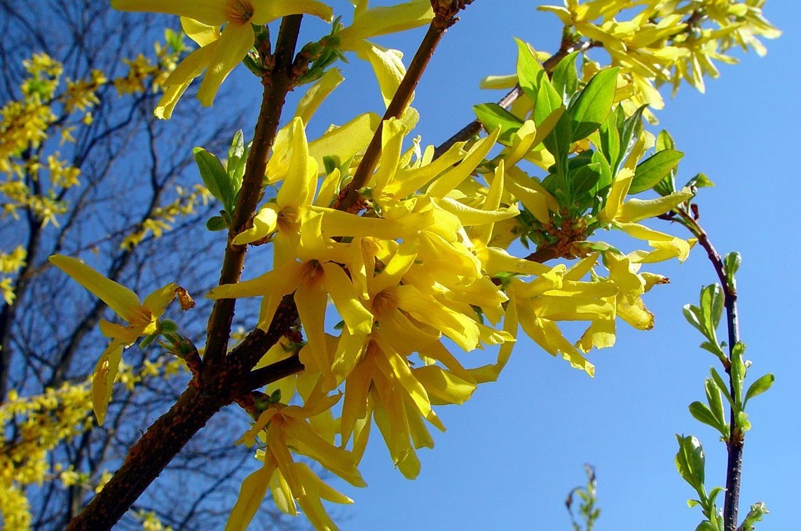 Форзиція корейська 'Kumson'