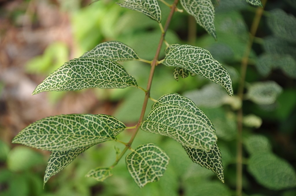 Форзиція корейська 'Kumson'