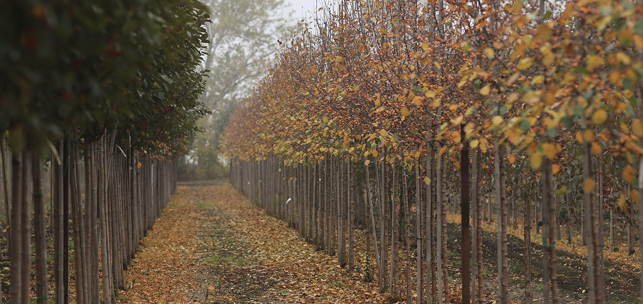 Слайд 1 (Деревья питомника)