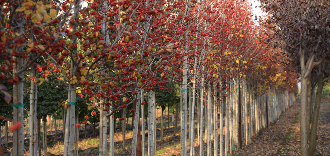 Слайд 1 (Дерева питомнику)