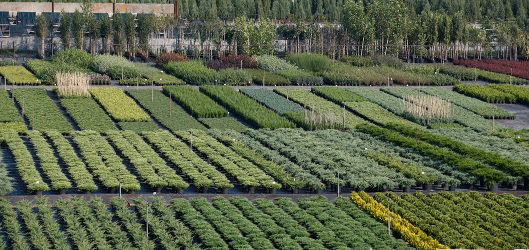 Слайд 3 (Хвойні рослини питомнику)