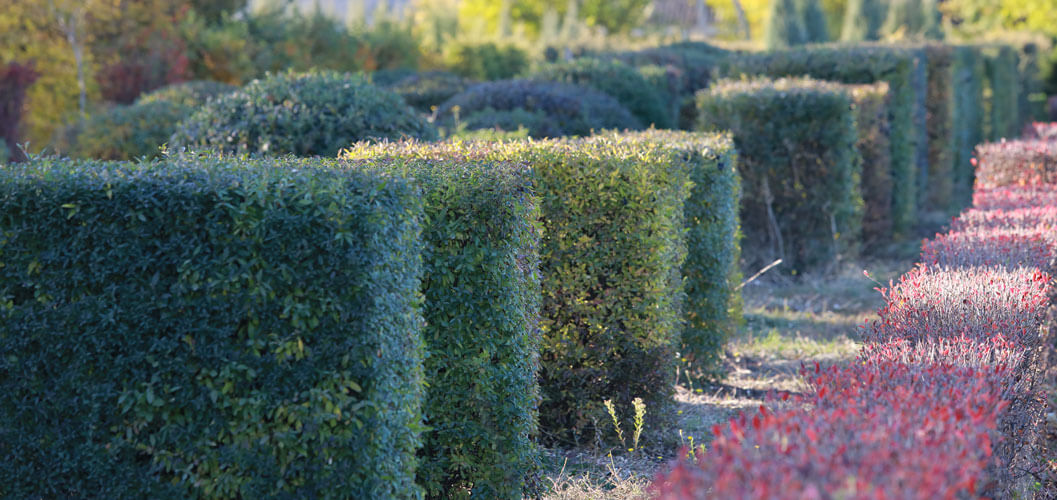 Слайд 4 (Чагарники та ліани питомнику)