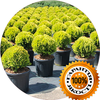 Висока якість наших рослин &ndash; запорука Вашого успіху