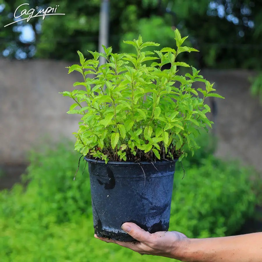 Готуємось до Трійці: ЗНИЖКИ НА ЦІЛЮЩІ ТРАВИ - 25%