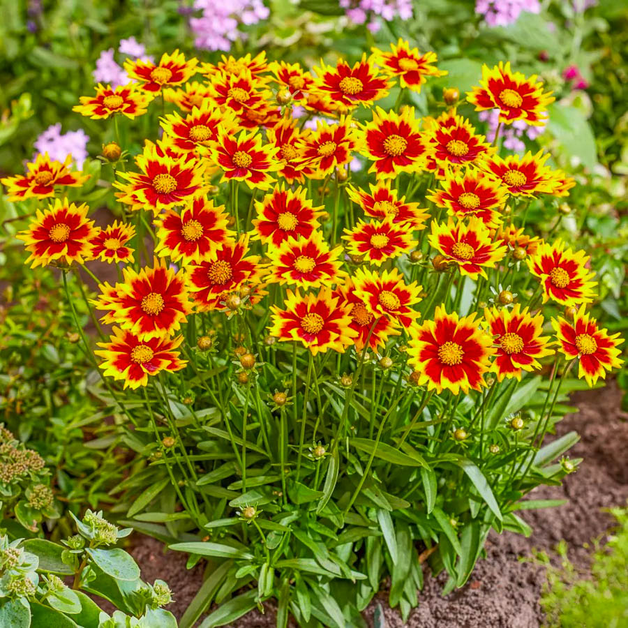 Сонцелюбиві рослини - 1