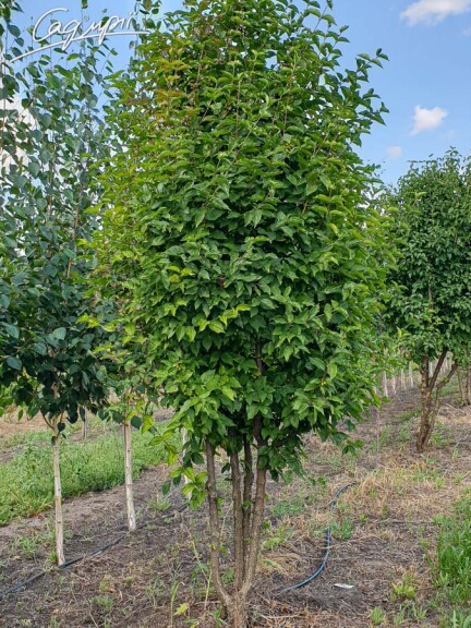 Кизил обыкновенный #1, WRB MST 350-400 - - 7