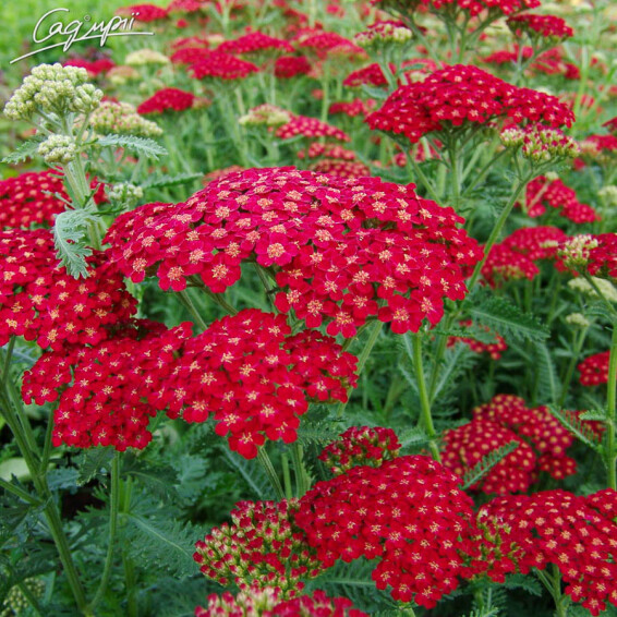 Деревій звичайний 'Red Velvet' - 1 Деревій звичайний 'Red Velvet' - 1