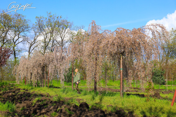 Вишня субхиртела 'Pendula' - 23