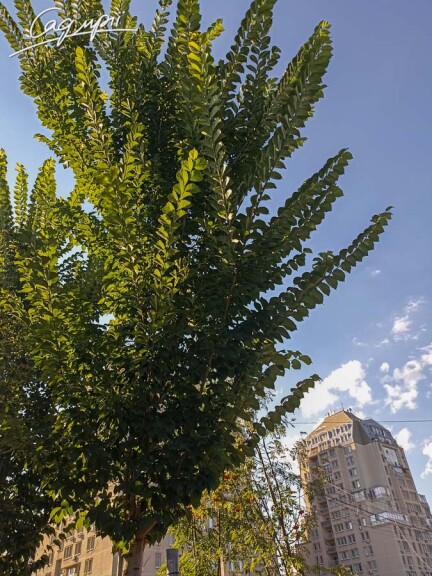 Вяз 'Columella' #5, WRB 20--25 700+ St. 160-180 - 4 Вяз 'Columella' #5, WRB 20--25 700+ St. 160-180 - 4