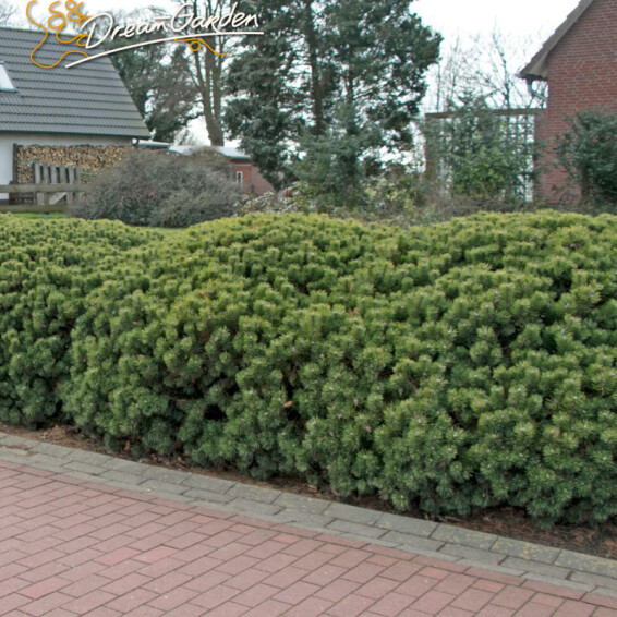 Сосна гірська mughus, WRB - діам 60-70 - - 1 Сосна гірська mughus, WRB - діам 60-70 - - 1