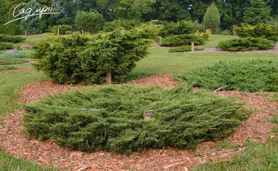 Можжевельник обыкновенный 'Barton' - 3