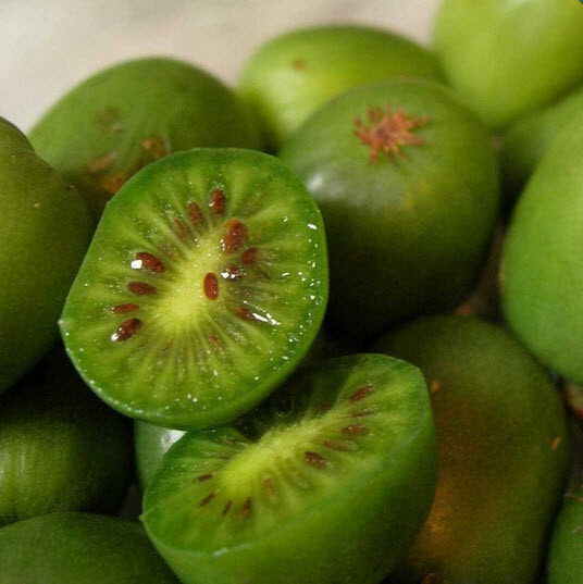 Актинидия остролистная 'Issai' - 3