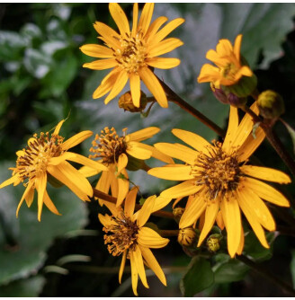 Бузульник зубчатый 'Twilight'