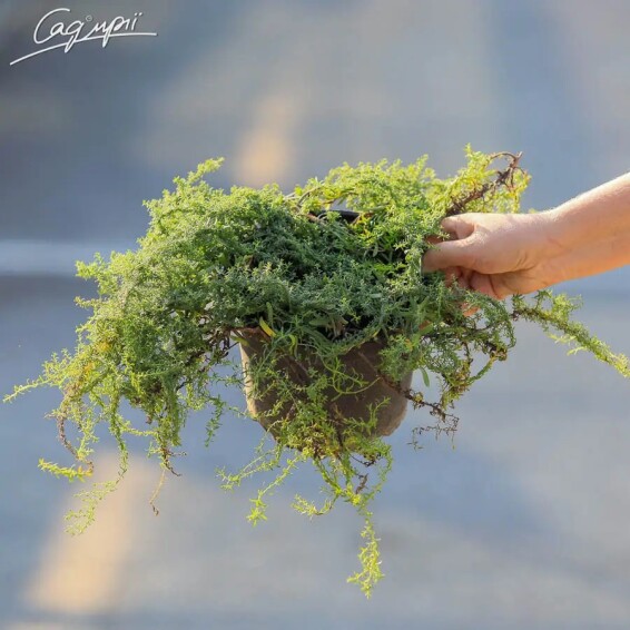 Астра вересковая 'Snow Flurry' - 2