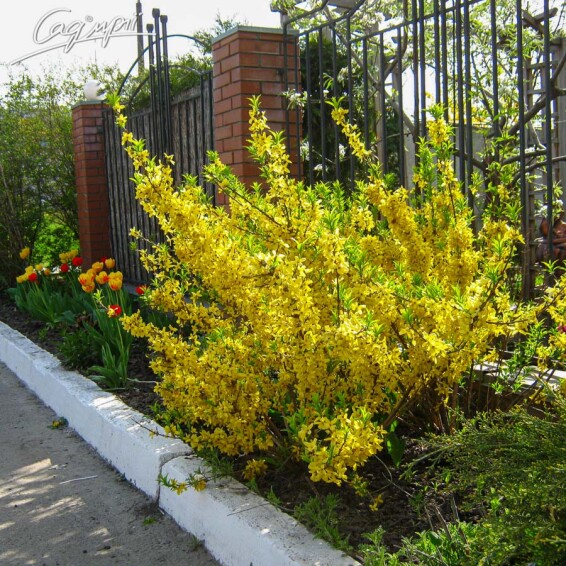 Форзиція 'Goldrausch' - 4