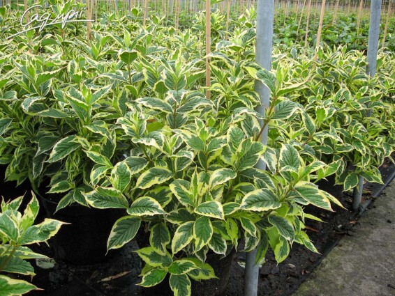 Вейгела 'Nana Variegata', C3 40-50 - 3