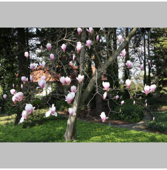 Магнолія Суланжа 'Alexandrina'