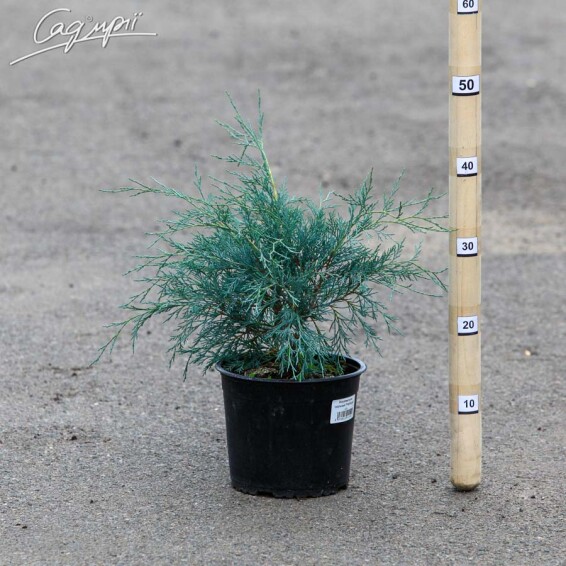 Ялівець скельний 'Pathfinder' - 2 Ялівець скельний 'Pathfinder' - 2