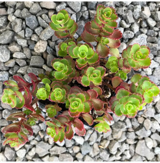 Очиток несправжній