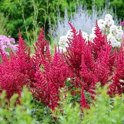 Астільба китайська 'Cardinal' - 1
