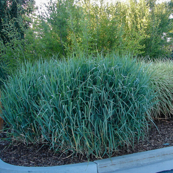 Просо вербовидне 'Dallas Blues' - 8 Просо вербовидне 'Dallas Blues' - 8