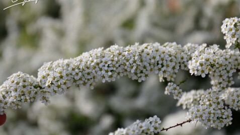 Весняні знижки на рослини в малих контейнерах