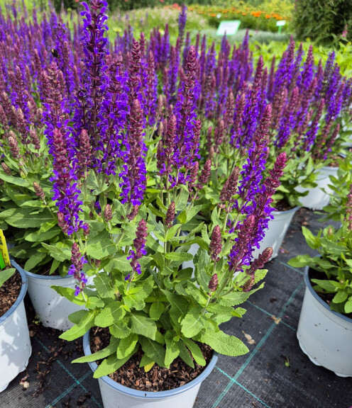 Шавлія лісова 'Rianne® PBR', ГК - - 2