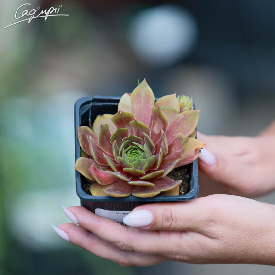 Молодило 'Red' - 1