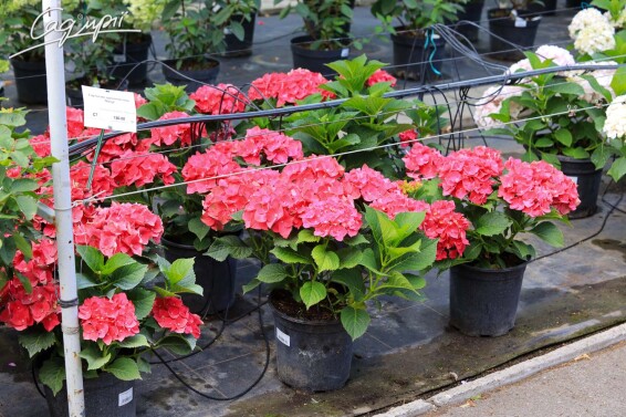 Гортензия крупнолистная 'Masja' - 4