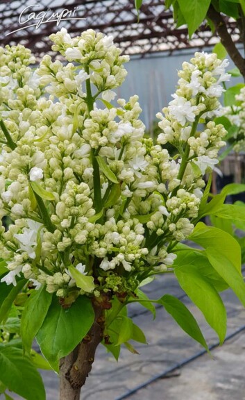 Сирень обыкновенная 'Miss Ellen Willmott' - 3