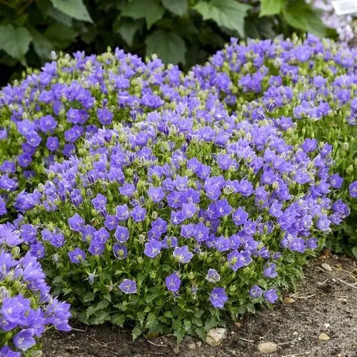 Дзвоник карпатський - 4