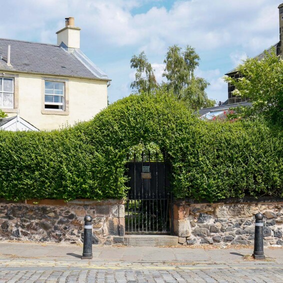 Бирючина обыкновенная 'Atrovirens' - 12