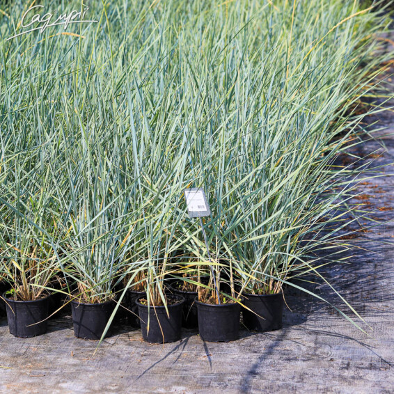 Колосняк песчаный - 4