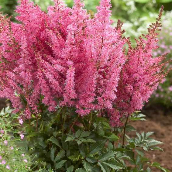 Астільба гібридна ‘Younique Pink®’ (PBR) - 1