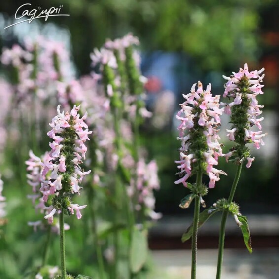 Чистець лікарський 'Pinky' #1, С1.5 - - 5