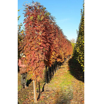 Горобина звичайна 'Autumn Spire'