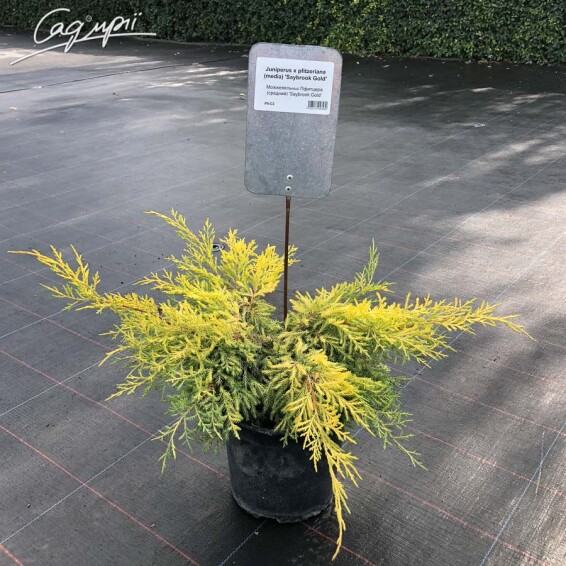 Ялівець середній 'Saybrook Gold' - 1