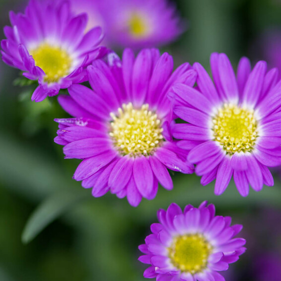 Айстра кущова 'Lady in Blue' - 3 Айстра кущова 'Lady in Blue' - 3