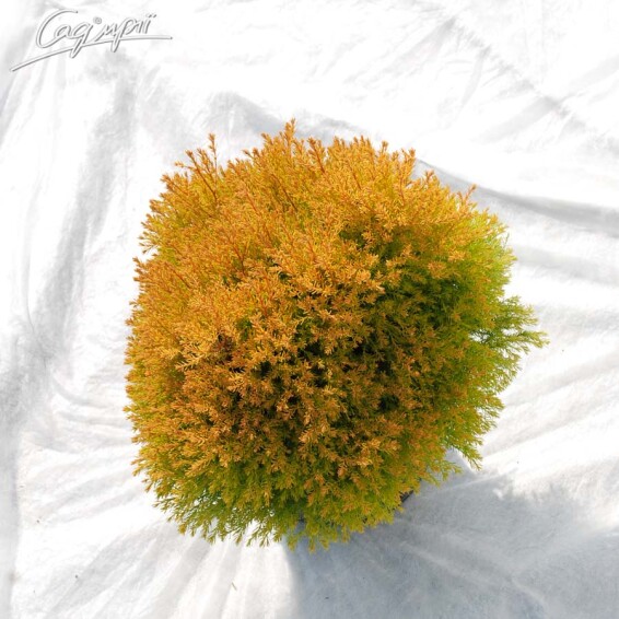 Туя західна 'Rheingold' - 4