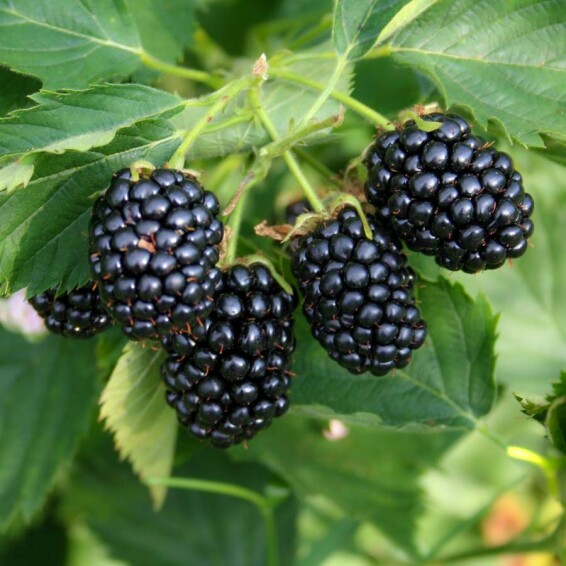 Ожина 'Thornfree' - 4