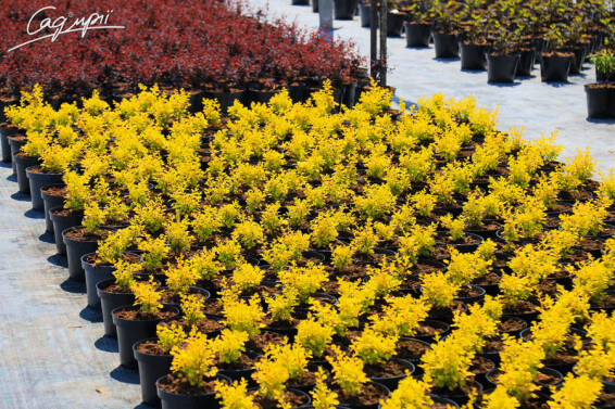 Барбарис Тунберга 'Aurea' - 4