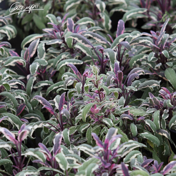 Шавлія лікарська 'Tricolor' - 6 Шавлія лікарська 'Tricolor' - 6